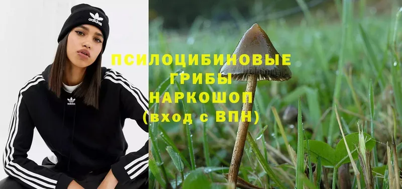 omg ТОР  сколько стоит  Хотьково  Псилоцибиновые грибы Magic Shrooms 